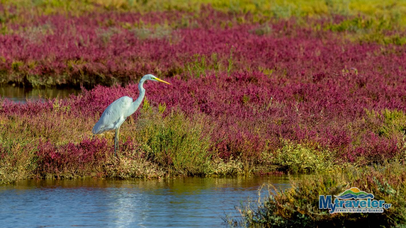 National Park of delta Axios Loudias