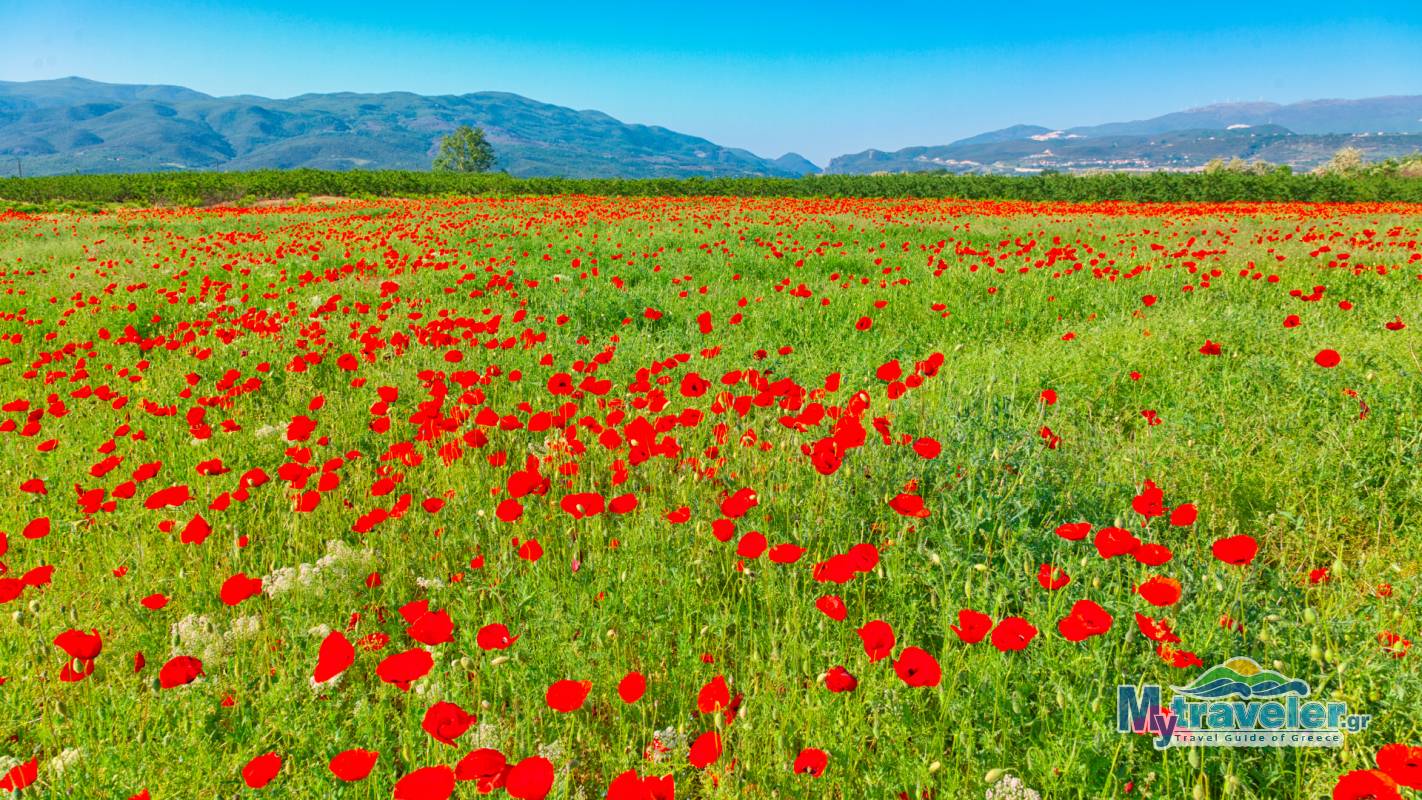National Park of delta Axios Loudias