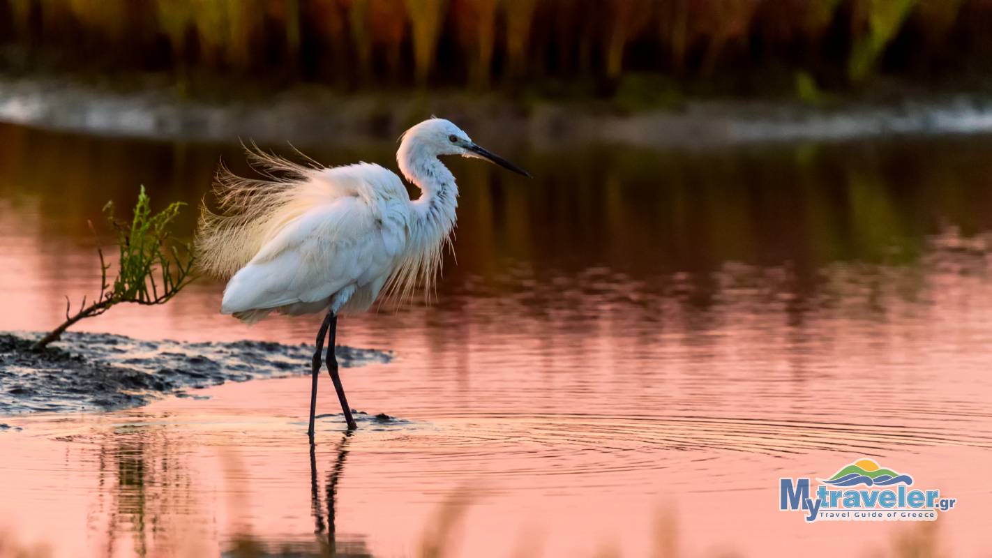 National Park of delta Axios Loudias