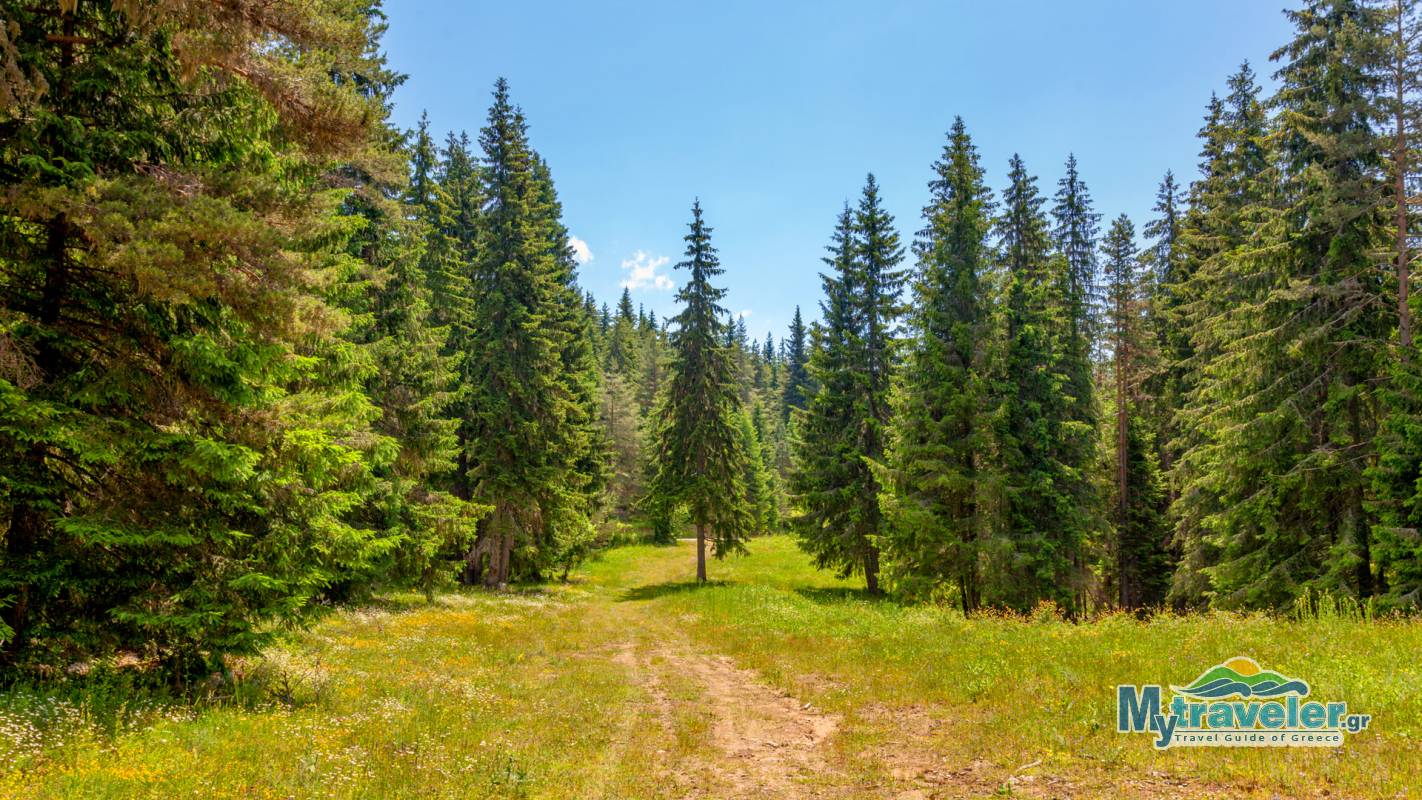 Еловый Лес Элатья или Карадере - MyTraveler.gr