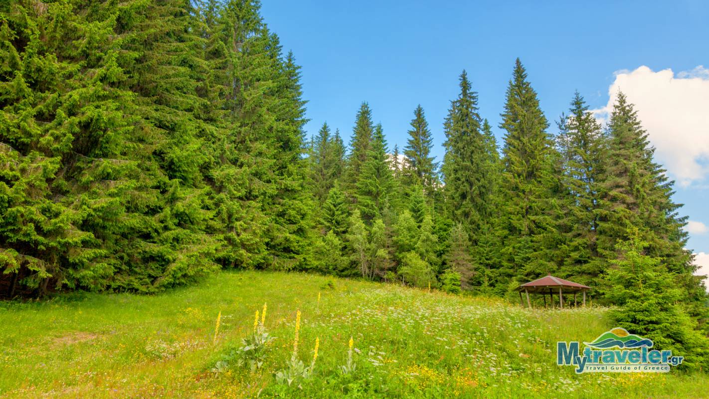 Еловый Лес Элатья или Карадере - MyTraveler.gr