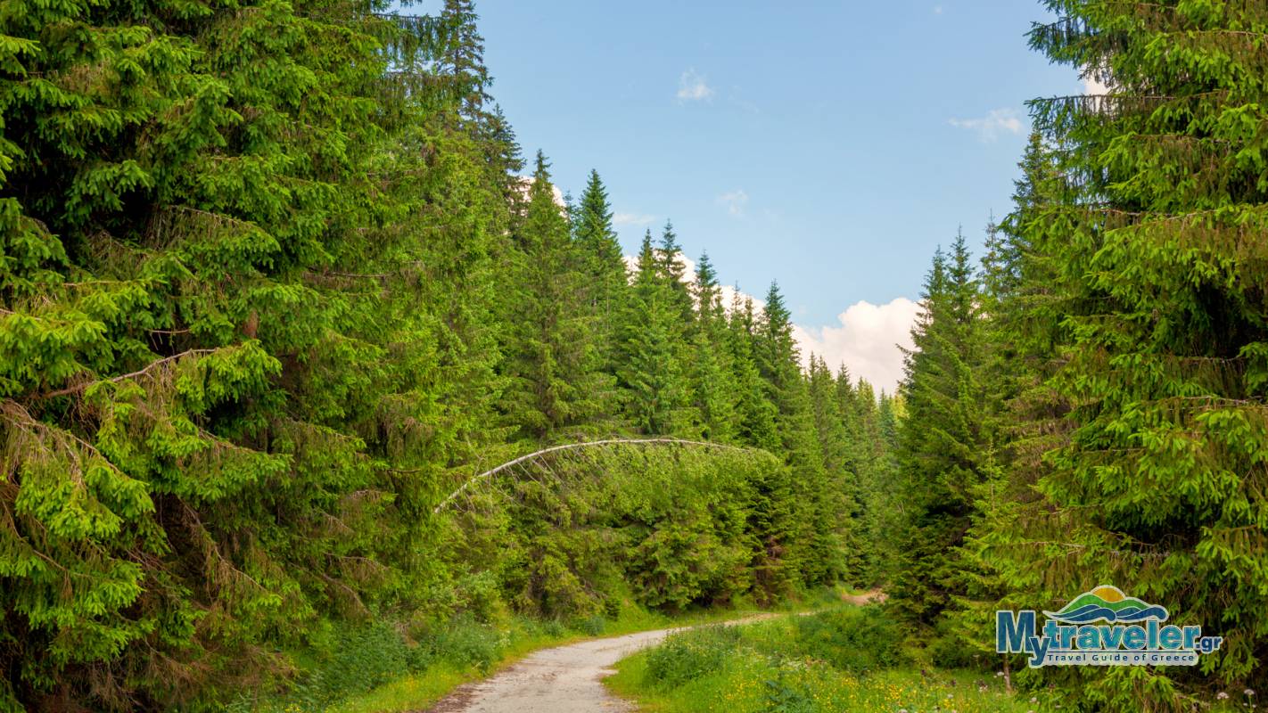 Еловый Лес Элатья или Карадере - MyTraveler.gr