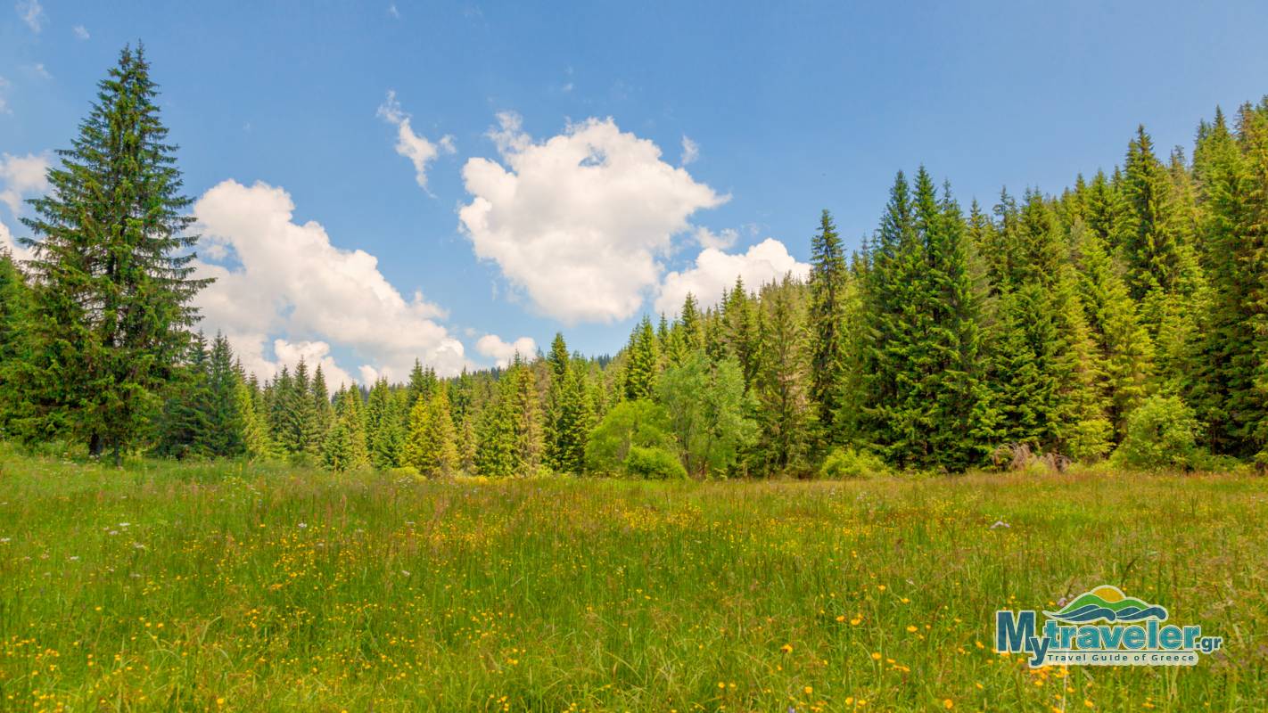 Еловый Лес Элатья или Карадере - MyTraveler.gr
